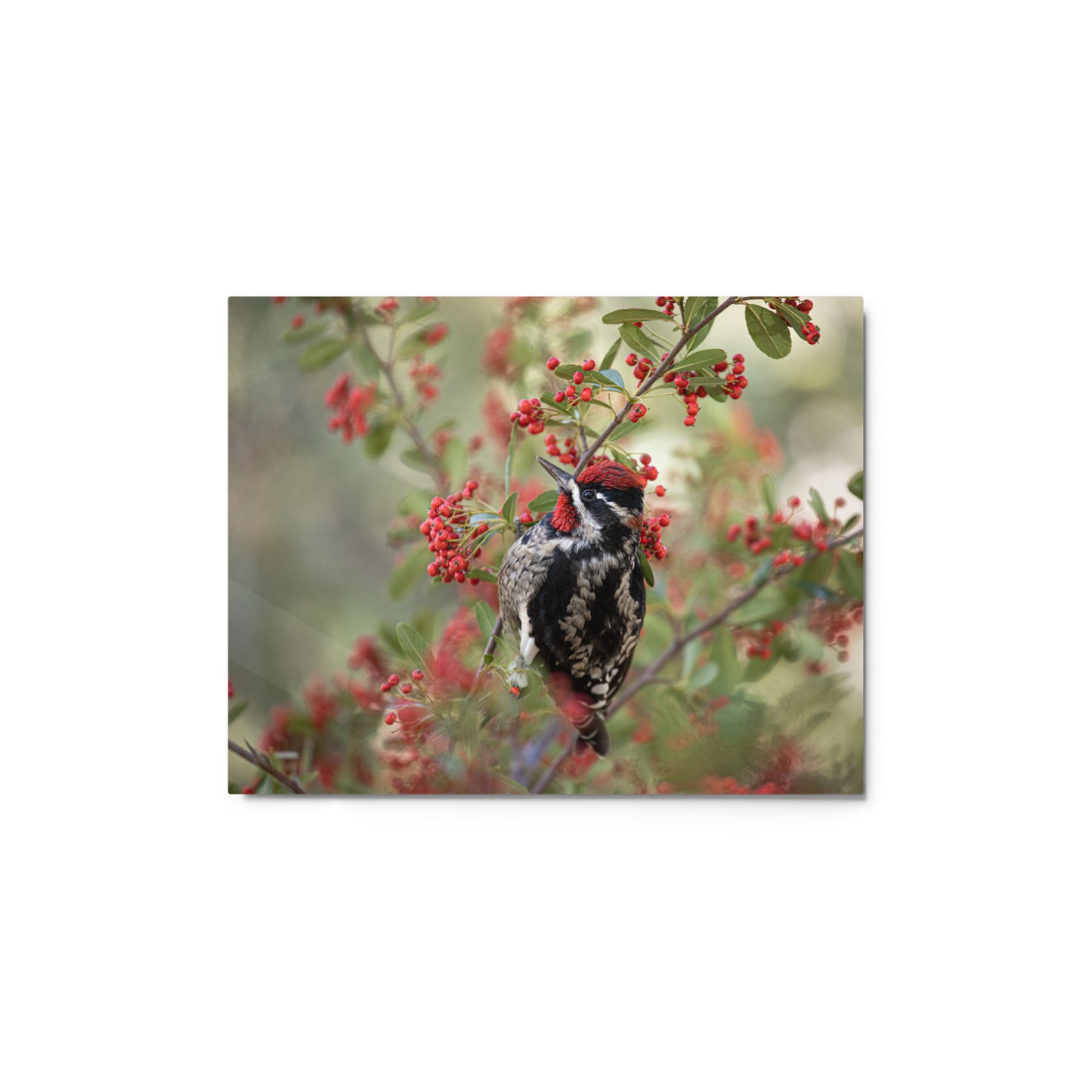 Red Naped Sapsucker by Leslie Leathers Photography | Metal prints