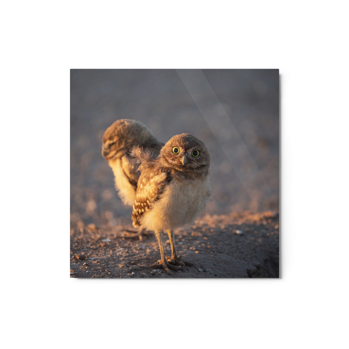 Burrowing Owls Duo by Leslie Leather Photography | Metal prints