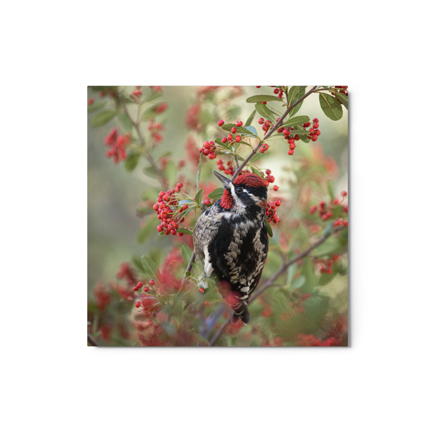 Red Naped Sapsucker by Leslie Leathers Photography | Metal prints