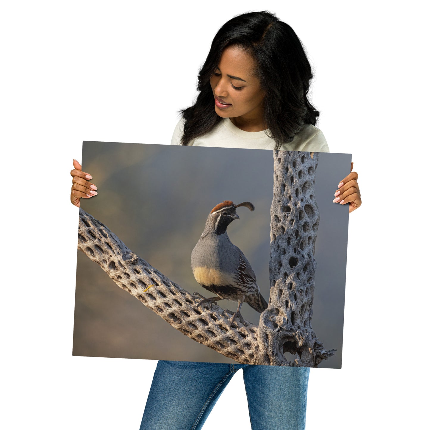 Quail on Cholla by Leslie Leathers Photography | Metal Prints