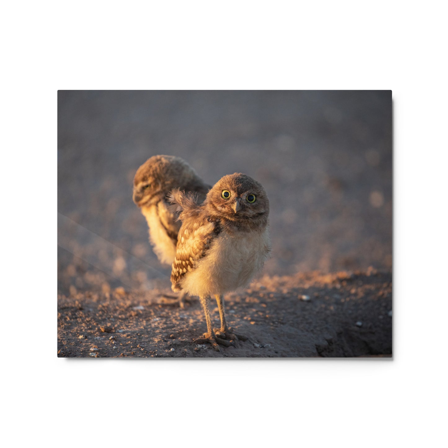 Burrowing Owls Duo by Leslie Leather Photography | Metal prints