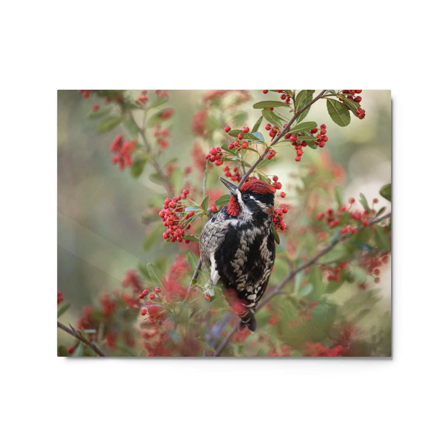 Red Naped Sapsucker by Leslie Leathers Photography | Metal prints