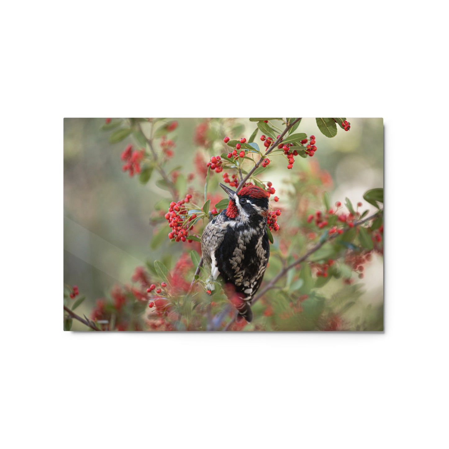 Red Naped Sapsucker by Leslie Leathers Photography | Metal prints