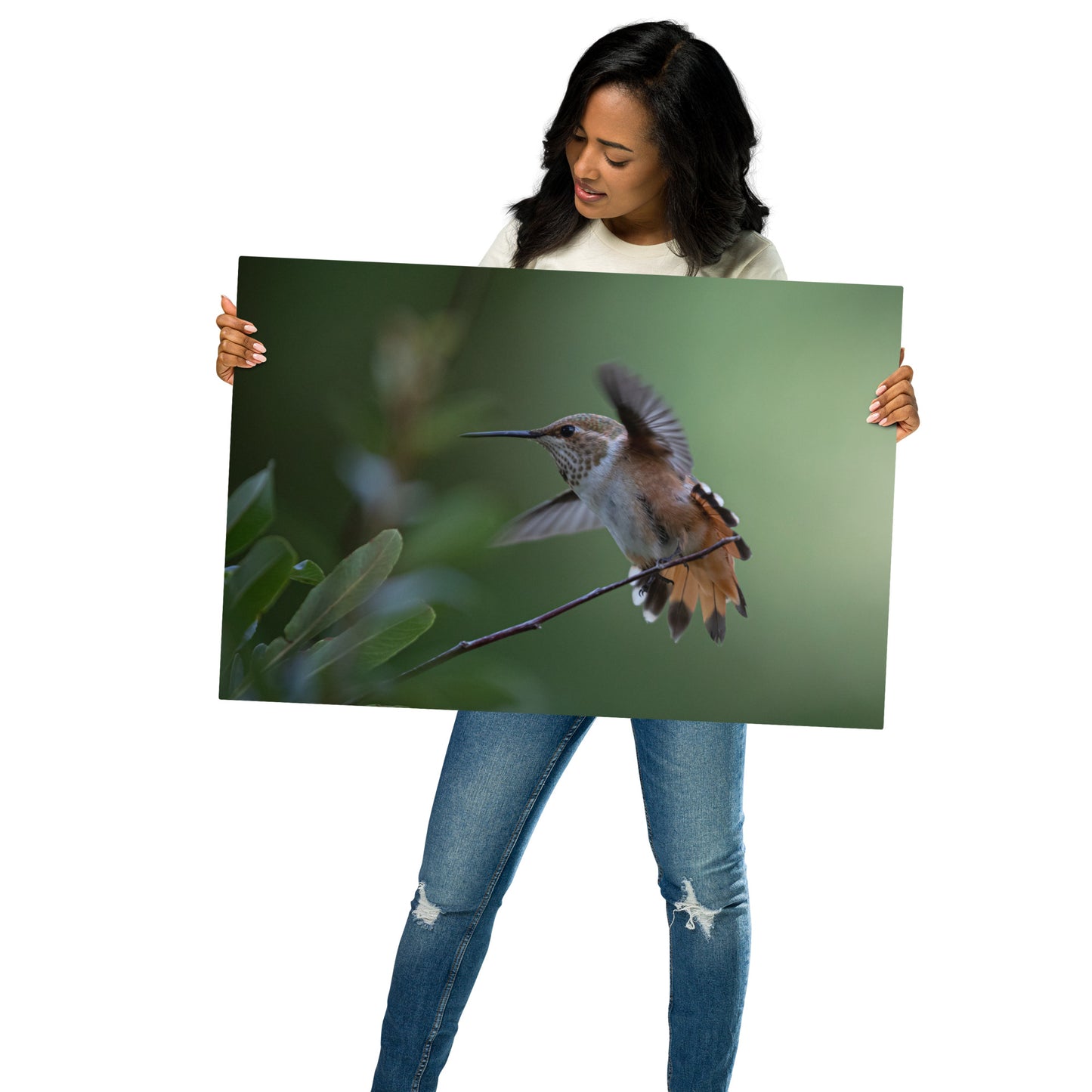 Rufous Hummingbird by Leslie Leathers Photography | Metal prints