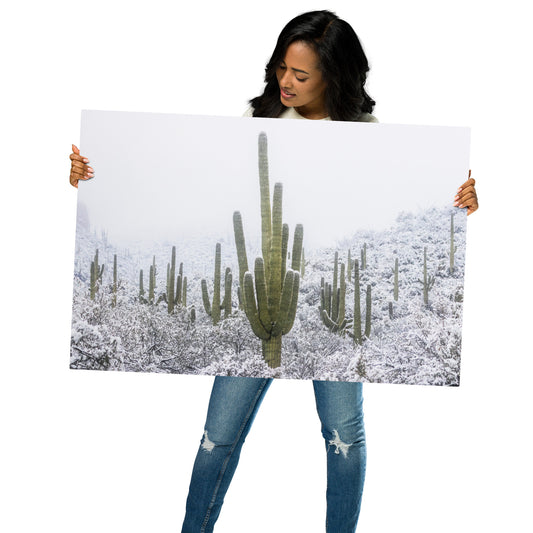 Saguaro Snowfall by Sean Parker Photography | Metal prints