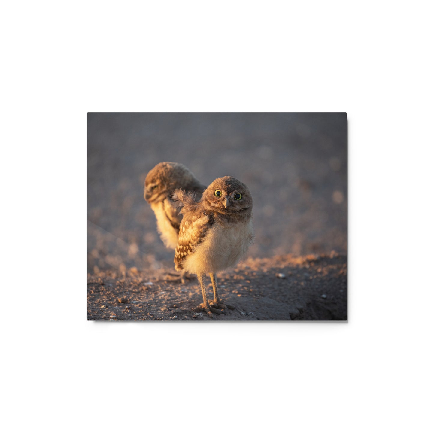 Burrowing Owls Duo by Leslie Leather Photography | Metal prints