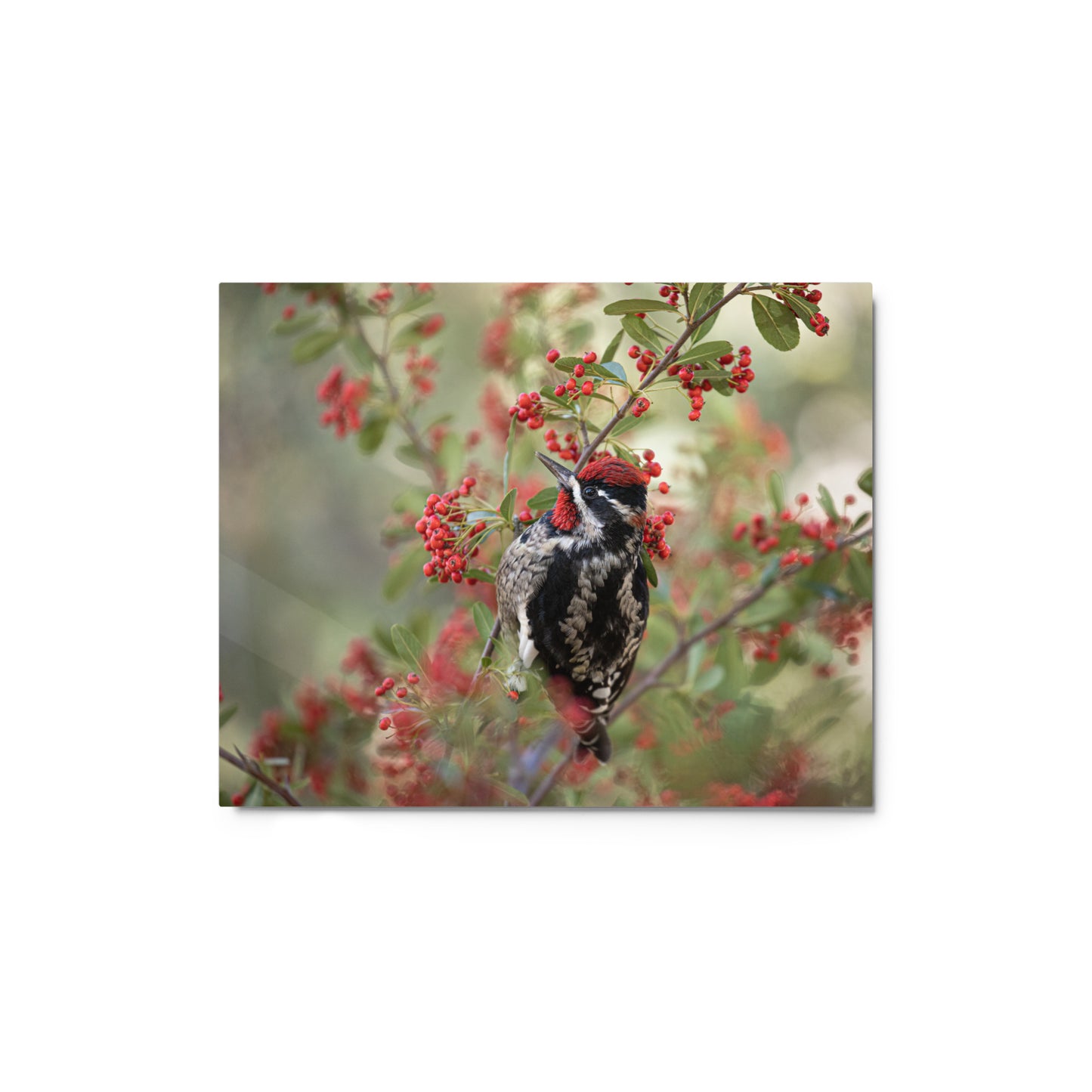 Red Naped Sapsucker by Leslie Leathers Photography | Metal prints